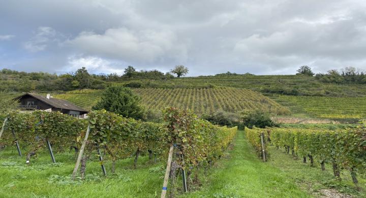 Terrain de construction à Westhalten de 915m2