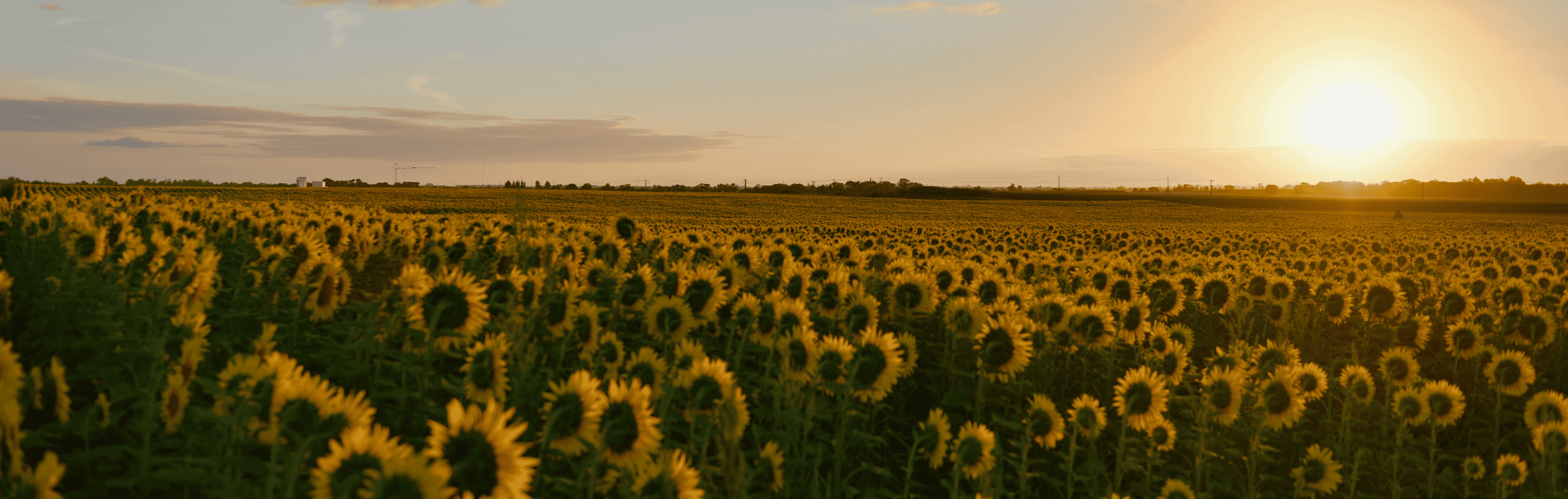 terrain tournesols en haute saone